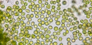 Chlorella Zellen unter dem Mikroskop