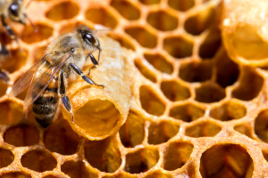 Weiselzelle mit Biene