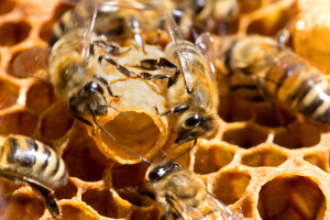 Königinenzelle mit Bienen