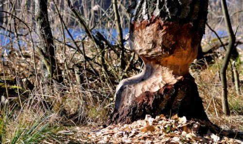 News at the beginning of 2026 - 725th anniversary - Biofach Nuremberg - Lent and harvest time - Return of the beaver