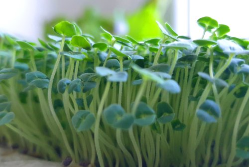 CHIA Microgreens