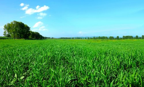 Barley Grass? What Is It and What Exactly Do You Do With It?