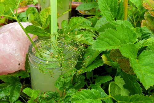 Fermented wild lemonade with ginger bug and goutweed