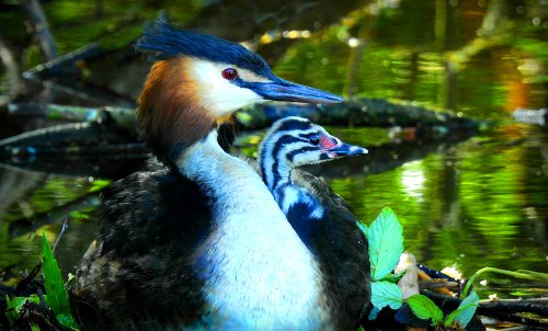 Die Renaturierung der Niers & naturnahe Räume zwischen Aspermühle und Kessel Teil 1