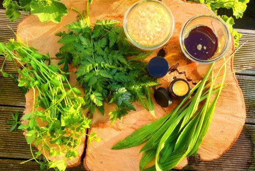 Insect bite ointment with plantain, chickweed, yarrow