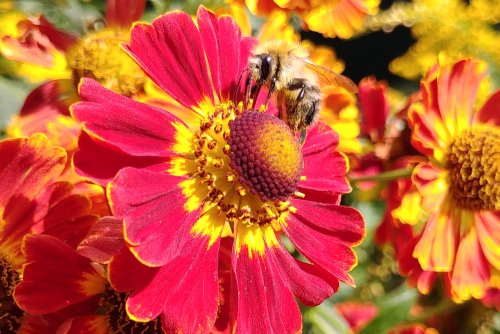 DIY - We build a bumblebee hotel