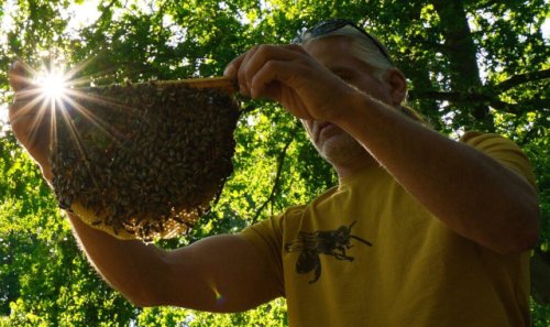 Interview with Marco Janßen - Beekeeper from Bedburg-Hau