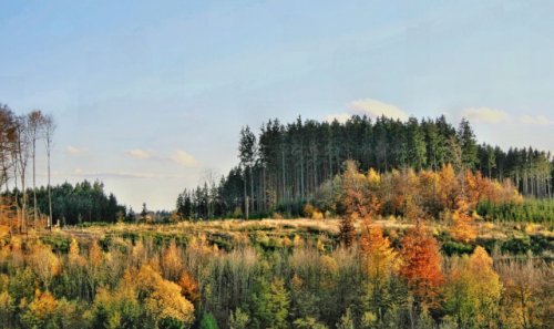 De schorskever tussen bosbouw en bosbehoud