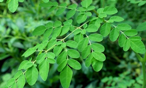 Moringa Wissen - Alles über Moringa Tee Pulver - Anwendung und Wirkung