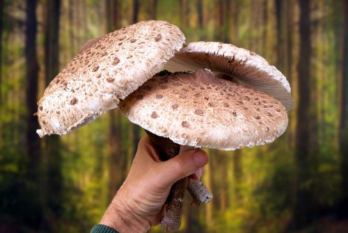 Mushroom schnitzel from Parasol giant umbrella mushrooms