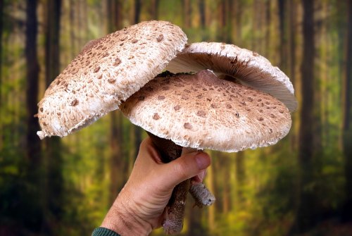 Pilzschnitzel aus Parasol-Riesenschirmpilzen