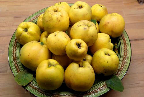 Basic preparation for various quince recipes