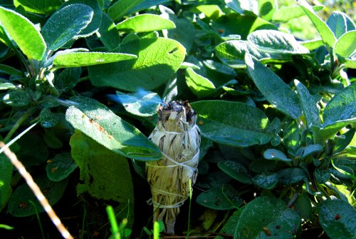 Sage Smudge Sticks