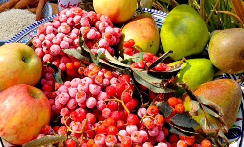 Native superfoods and edible wild plants - Part 1 - rowan, sloe, sea buckthorn and rosehip