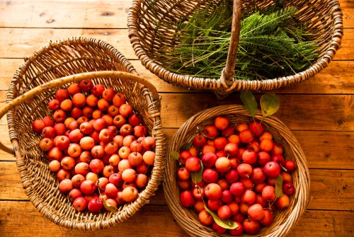 Skin care Apple oil or apple ointment/lip care with yarrow & beeswax