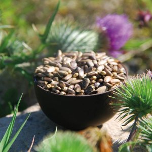 Milk Thistle Seeds