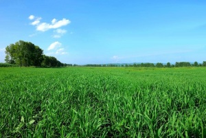 Barley grass field