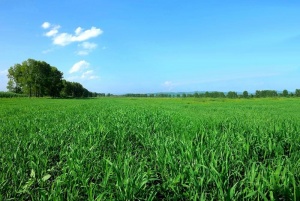 Gerstengras-Feld kurz vor der Ernte