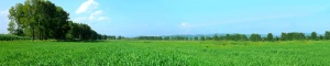 Barley Grass Field