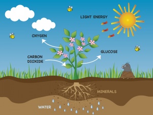 Graphic photosynthesis