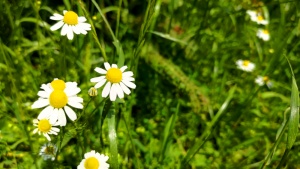 Marguerite