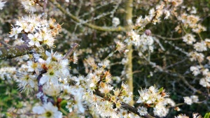 Schlehdorn-Blüte