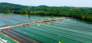 Chlorella Farm