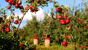 Apple orchard