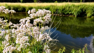 Baldrianblüte