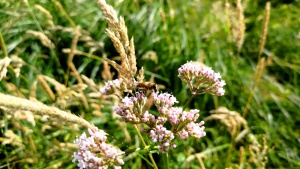 Valerian blossom with visitor