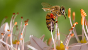 Bee with pollen