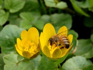 Bee on flower