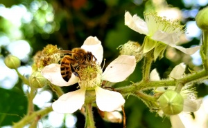 Bijen bij frambozenbloesem