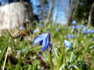 Bee with pollen