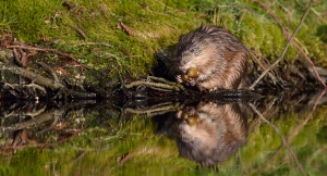 Muskusrat met mossel