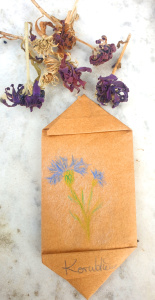 Flower seeds cornflower