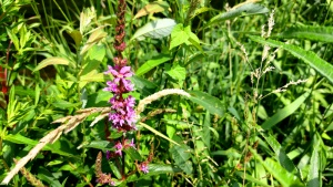 Purple loosestrife