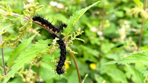 Nettle with caterpillars