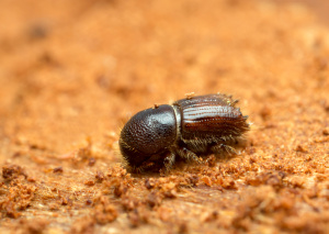 Bark beetle spruce bark beetle