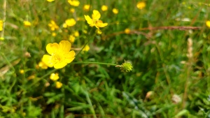 Buttercup