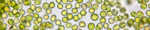 Chlorella under the microscopeA