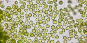 Organische Chlorella pyrenoidosa - organisch met analyse | aspermuehle.de