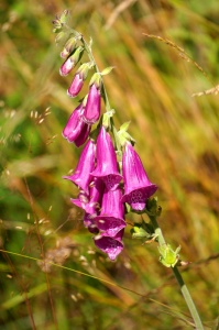 Foxglove