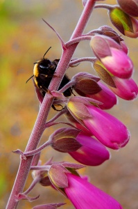 Vingerhoedskruid met hommel