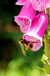 Vingerhoedskruid met hommel