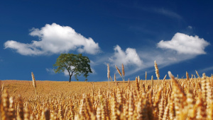 Cereal field