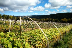 Ginseng-Feld