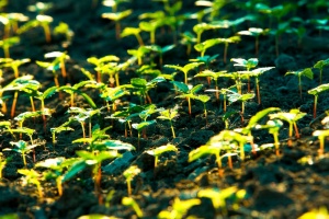 Ginseng seedlings