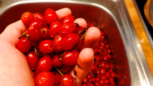 Processing rosehips