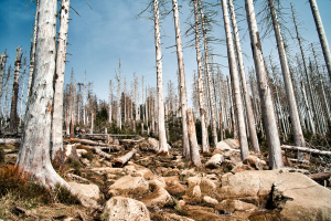 „Harz abgestorbene Bäume